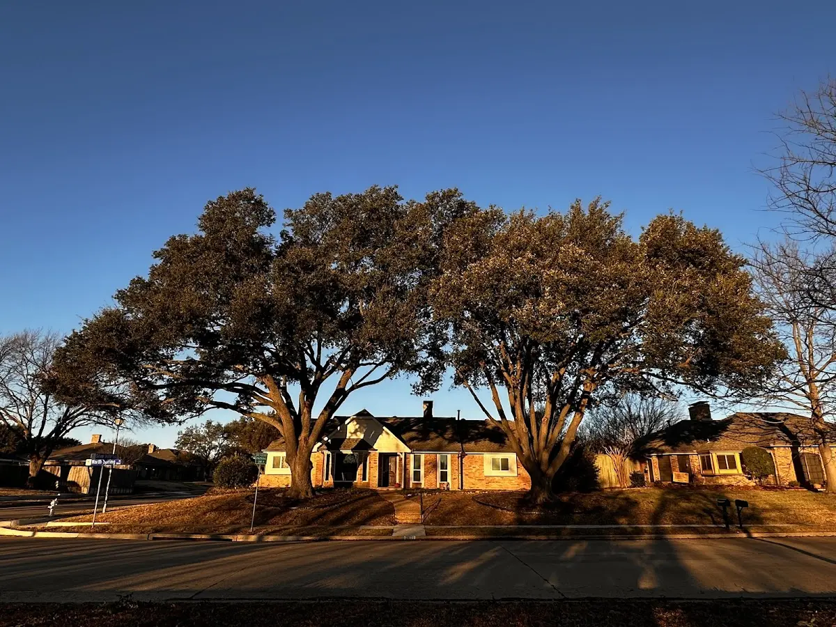 Established residential canopy tree shading a home in Mineral
